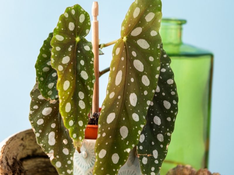 four leaves of a begonia maculata polka dot plant