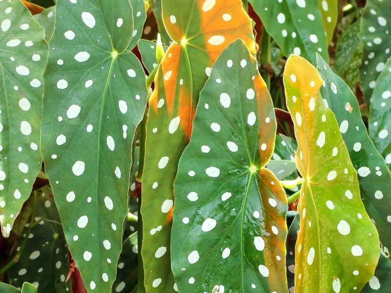 close up detail of a polka dot begonia leaf