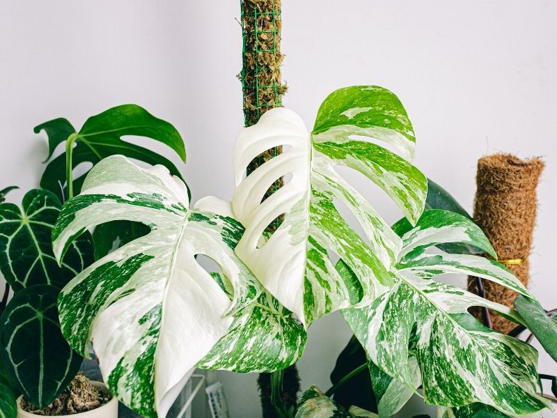 Intense snow-like variegation on a monstera albo with moss poles and other plant life behind it