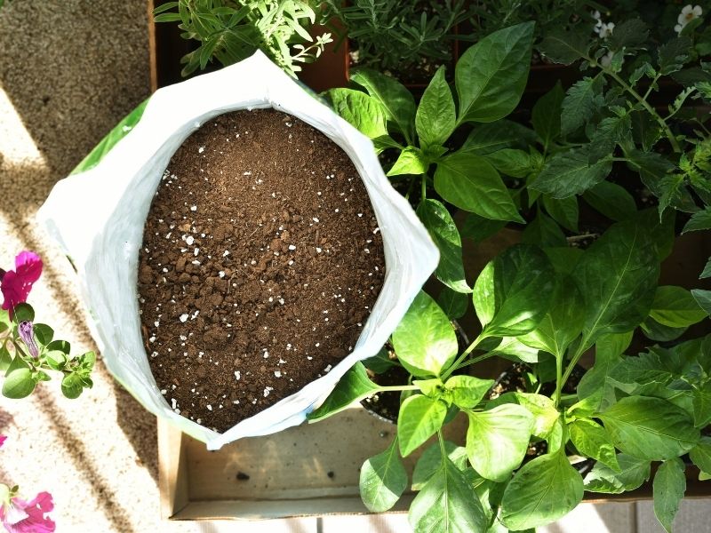 An open bag of potting mix next to a bunch of plants in small nursery pots, another necessary ingredient in aroid potting mix