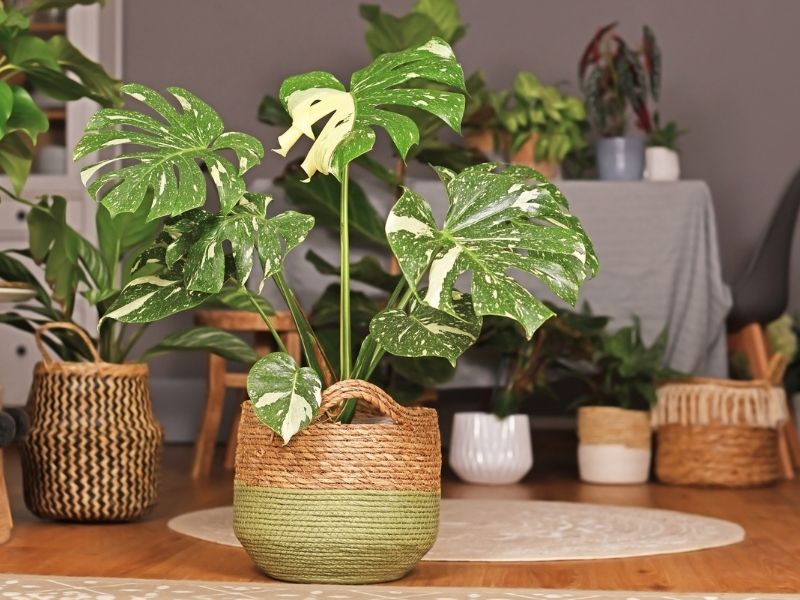 Monstera Thai Constellation with its variegated leaves in a wooden decorative pot indoors