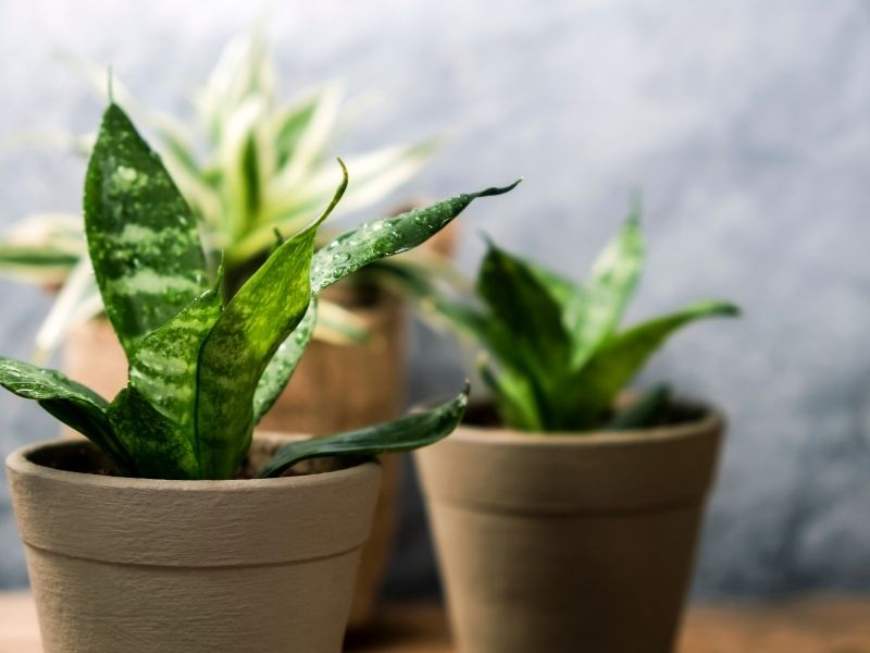 A small snake plant with water droplets glistening on its leaves with other snake plants out of focus in the background.