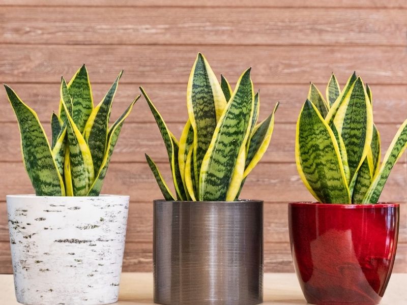Three snake plants with golden alternating foliage type in three different pots: one white, one silver, and one red, against a wood-plank background.