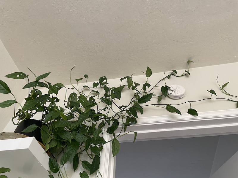 a large monstera adansonii vining across the wall