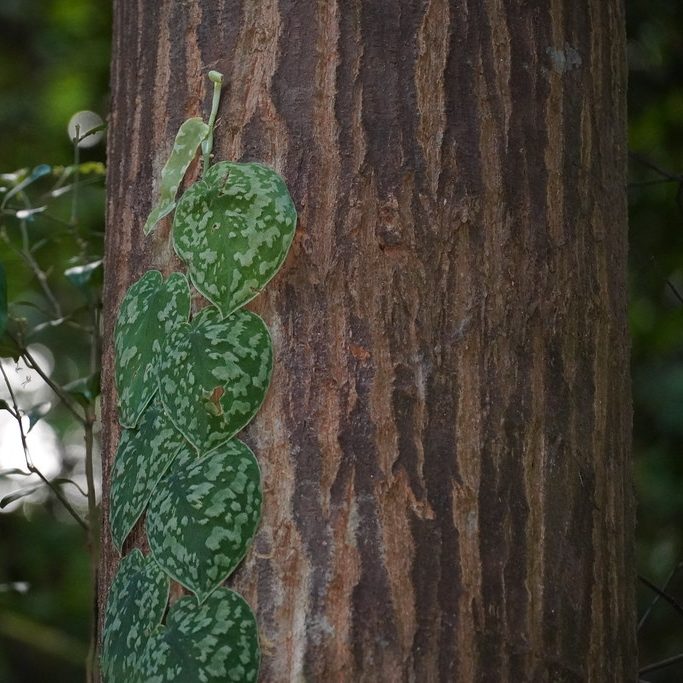 leaves of a Scindapsus pressed against a tree