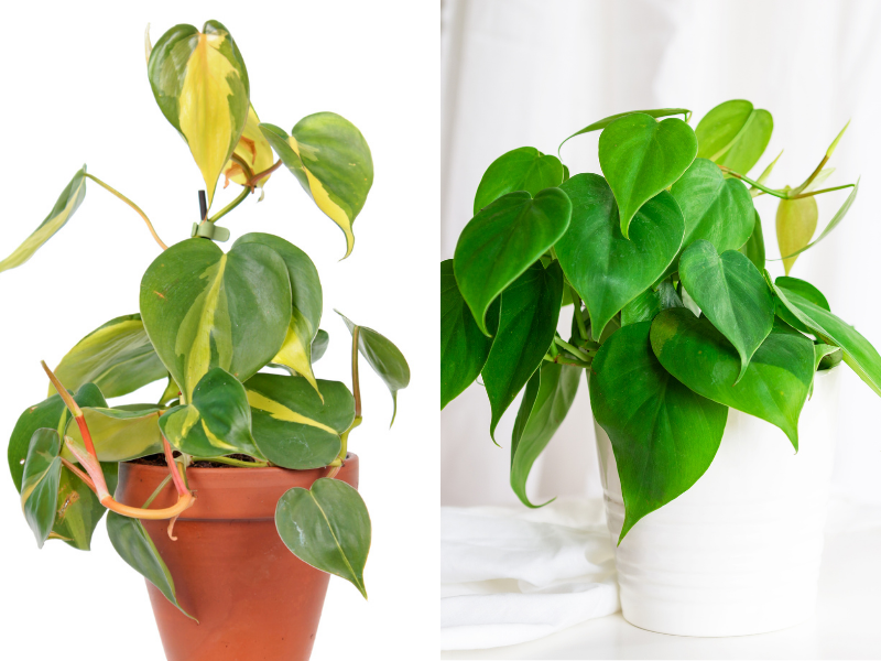 Philodendron Brasil Plant Care: How to Grow A Healthy Philodendron  Hederaceum 'Brasil' – Monstera Mash