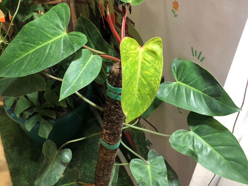 Top view of the leaves of a Philodendron Painted Lady climbing up a cocopole