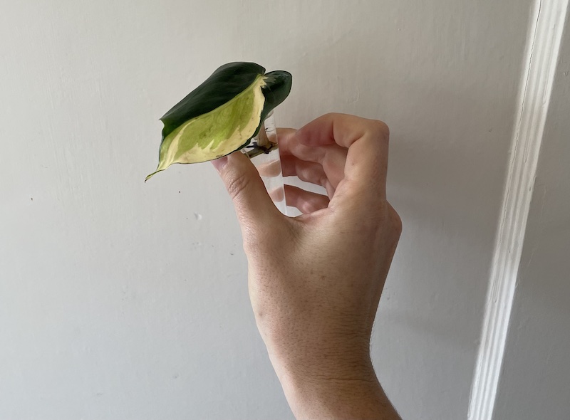 philodendron gabby cutting