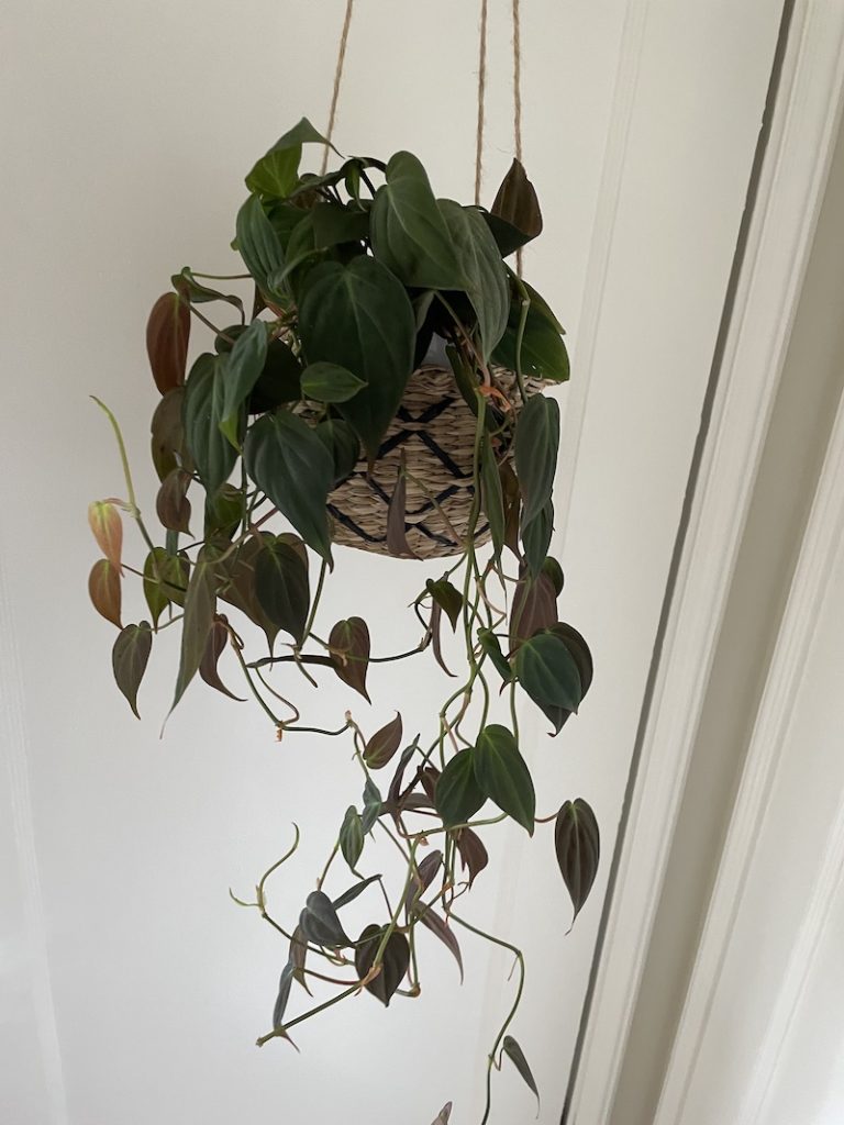 Hanging philodendron micans with green leaves with reddish tint, in a hanging basket